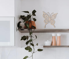 Plant in a pot on a shelf with a butterfly decoration in a kitchen setting