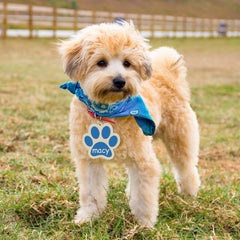 Dog wearing a blue bandana and a name tag with 'macy' on a grassy field.