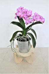 Handmade Wooden Plywood Plant Stand