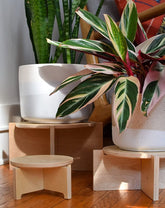 Plant Stands