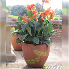 Potted plant with orange flowers in a terracotta pot on a patio