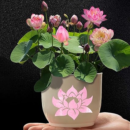 Create stunning lotus flower designs effortlessly with this reusable stencil