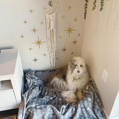 reusable star template for diy crafts