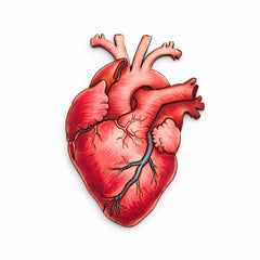 anatomical heart cutouts for decoration